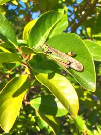 Close-up of insect on plant