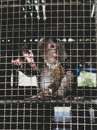 Close-up of birds in cage