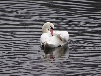 Swan swimming in lake