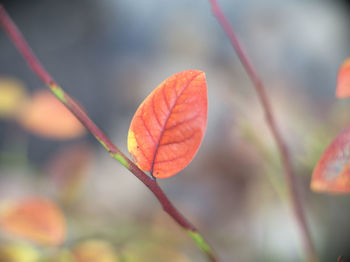 leaf