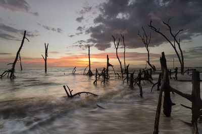 Silhouette trees on shore against sky during sunset