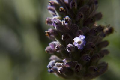 Close-up of purple flowering plant