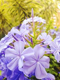 Close-up of purple flowers