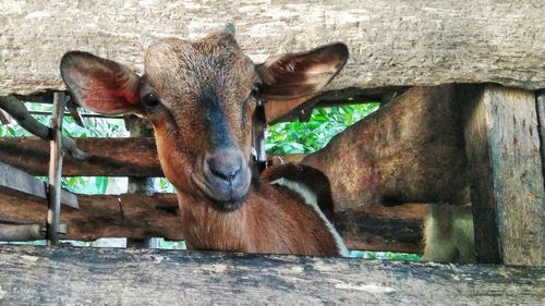 Portrait of elephant