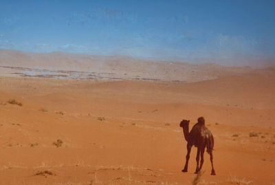 People walking on sand at beach against sky