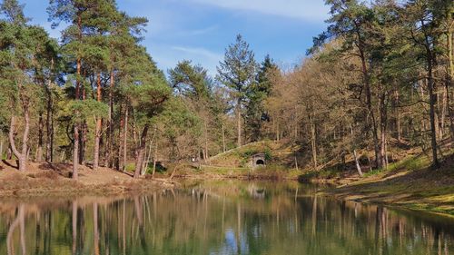 Scenic view of lake in forest against sky