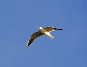 Low angle view of bird flying against clear blue sky