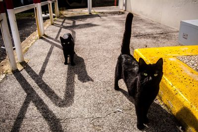 High angle view of black cat on street