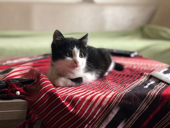 Portrait of cat sitting on sofa at home