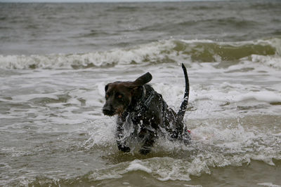 Dog in sea