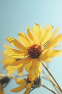 Close-up of yellow sunflower