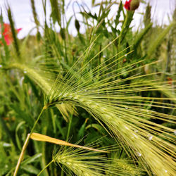 Close-up of fresh green plant in field