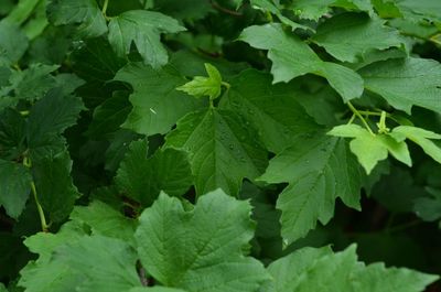 High angle view of wet leaves