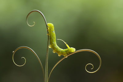 Close-up of green plant