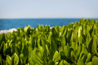 Close-up of fresh plants by sea against sky