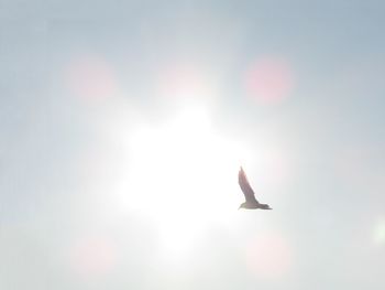 Low angle view of bird flying in sky
