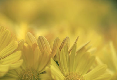 Close-up of yellow flowering plant