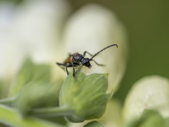 Close-up of insect on leaf