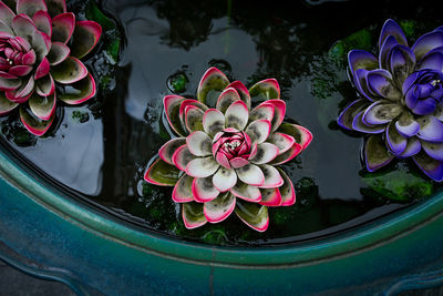 High angle view of pink flowering plant in water