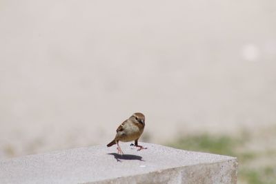 Close-up of bird perching on retaining wall