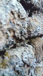 Detail shot of lichen on rock