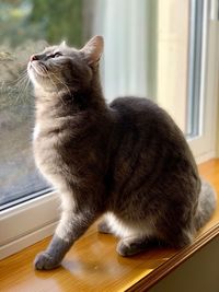 Close-up of cat sitting on window sill at home