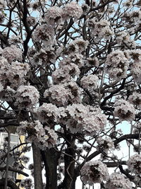 Low angle view of cherry blossom tree