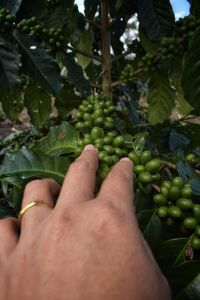 A woman's hand holding a fruitful coffee fruit