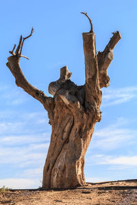 Bare tree on field against sky