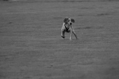 Dog running on field
