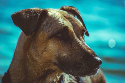 Close-up of a dog looking away