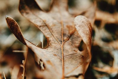 Close-up of dried leaves