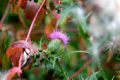 Close-up of flower plant