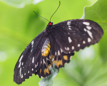 Close-up of butterfly on leaf