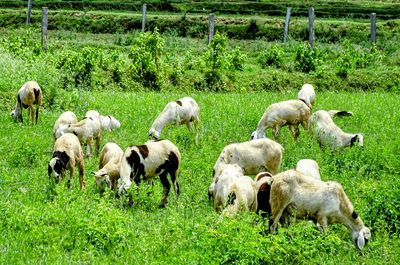 pasture