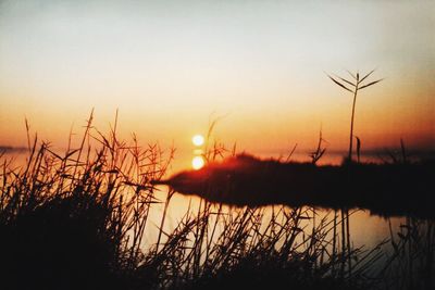 Close-up of silhouette plants against sky during sunset