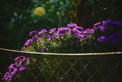 Close-up of purple flowering plants by fence