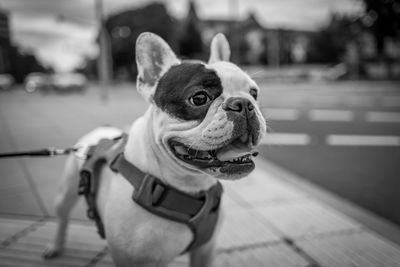 Close-up of bulldog standing on road