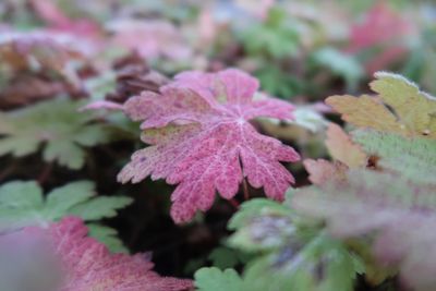Close-up of pink leaves on plant during autumn