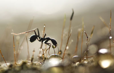 Close-up of ant collecting honey from twig