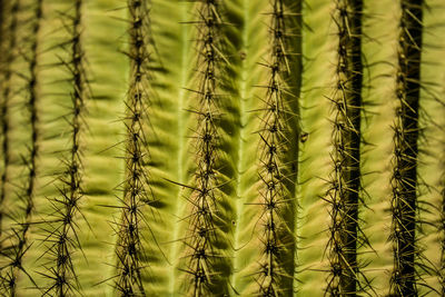Full frame shot of succulent plants