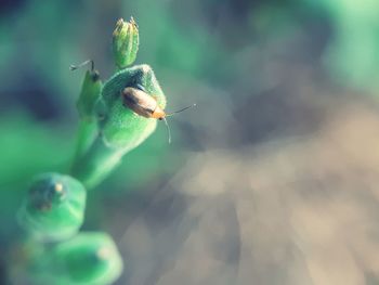 Close-up of insect on leaf