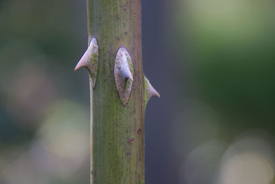 Close-up of lizard on plant