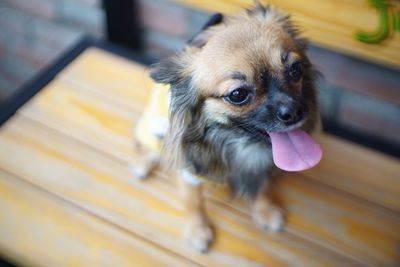 High angle view of dog at home