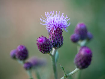 Close-up of purple thistle flowers