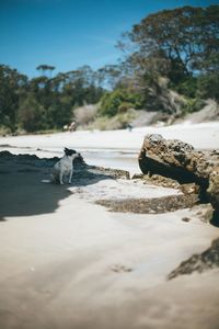 Close-up of crab on beach against clear sky