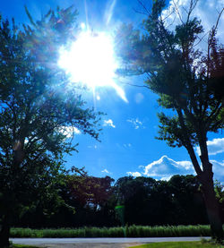 Sun shining through trees on sunny day