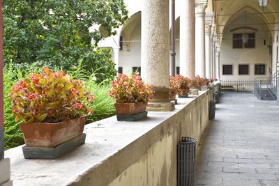 Potted plants by building