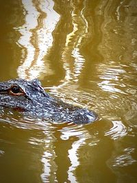 View of duck swimming in lake