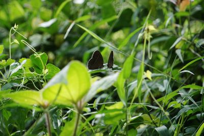 Close-up of butterfly perching on plant
